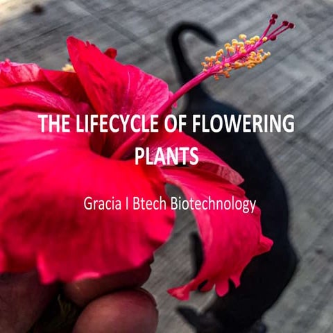 The lifecycle of flowering plants.