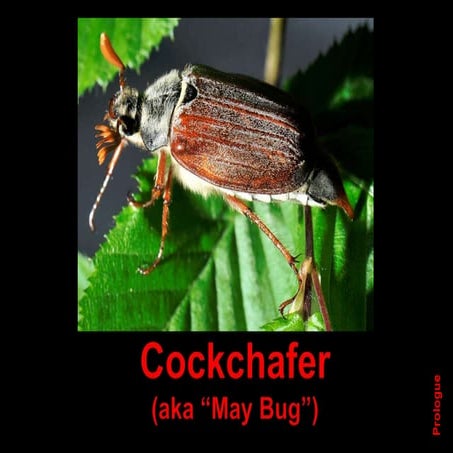The Love Life of the Cockchafers
