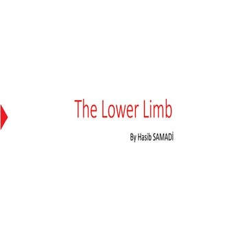 The lower limb