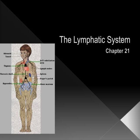 The Lymphatic System