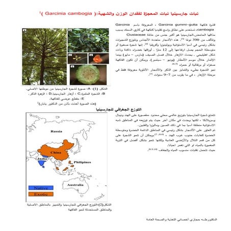The magic plant garcinia,الجارسينيا.taha hijazi