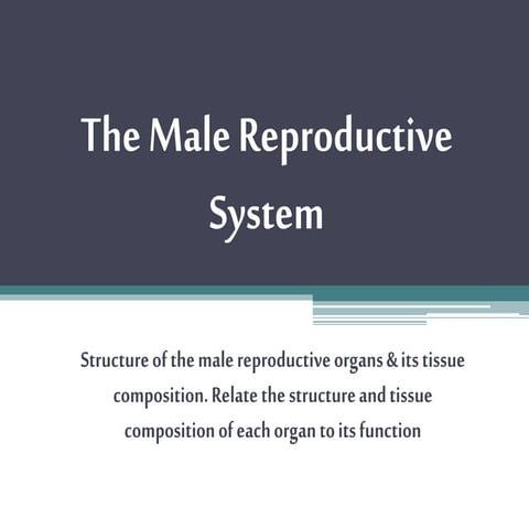 The Male Reproductive System