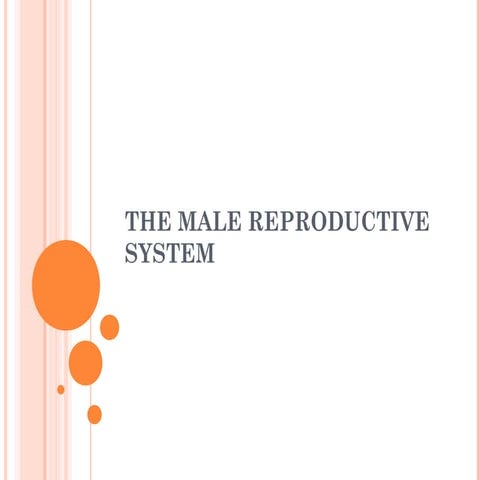 The Male Reproductive System