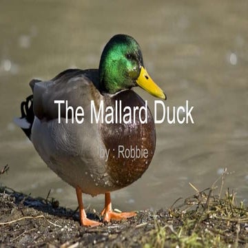 The Mallard Duck | PPTX