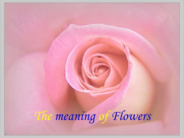 Flowers n their meanings