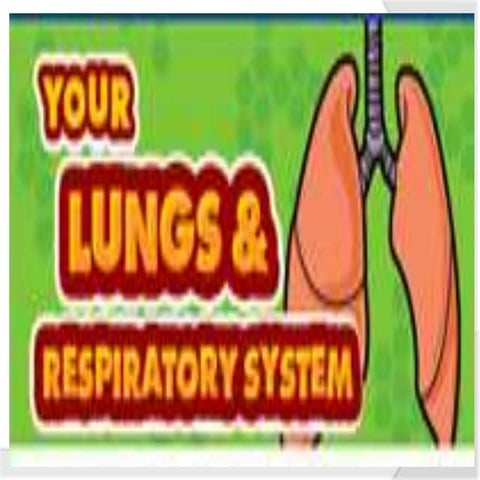 The mechanism of breathing