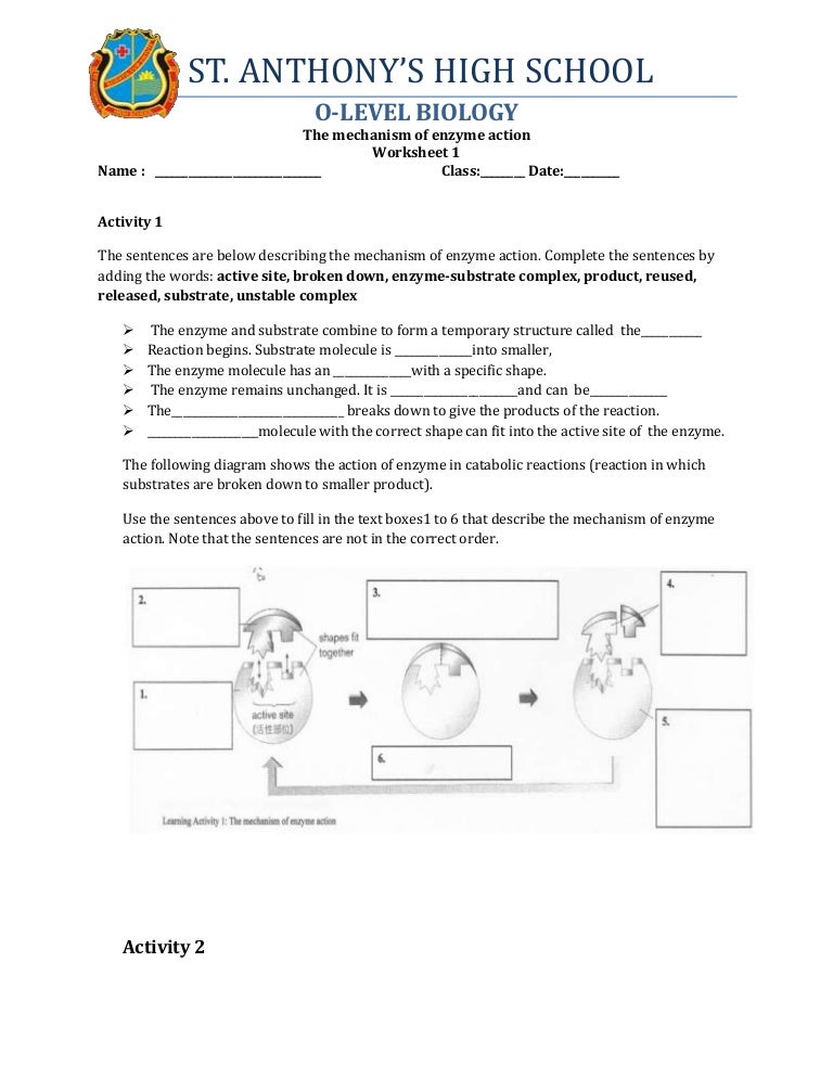 Printables Enzyme Activity Worksheet activity worksheet davezan enzyme davezan