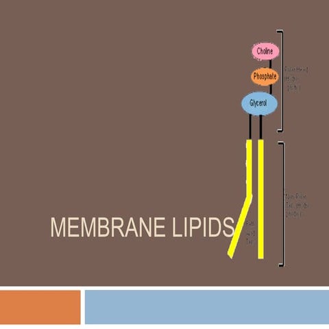The membrane lipids