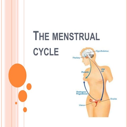The menstrual cycle