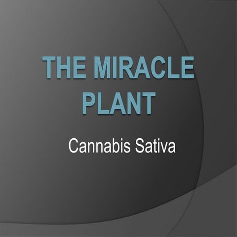 The miracle plant
