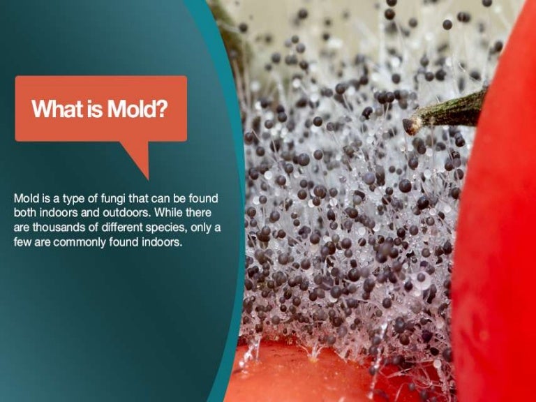What Is Mold? Everything You Need To Know About Mold