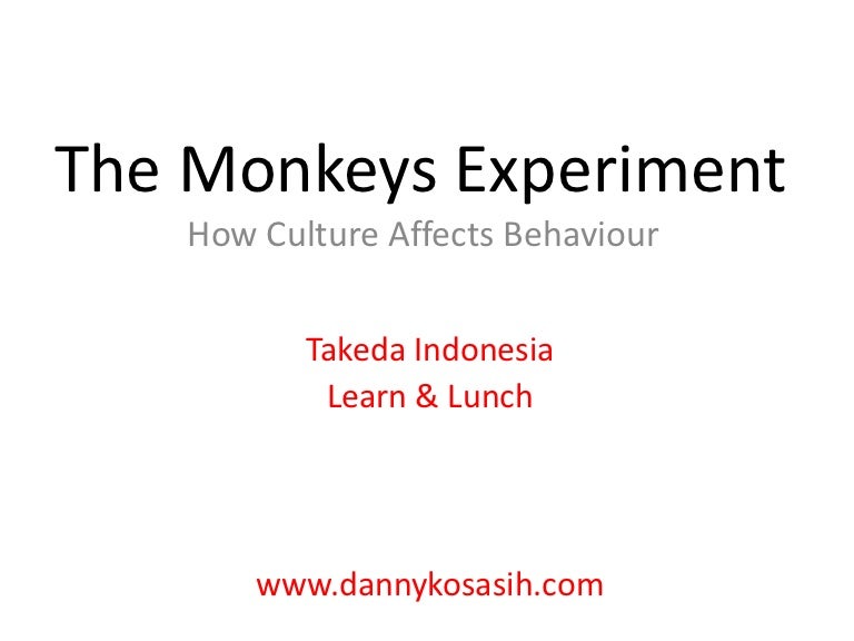 The monkey experiment