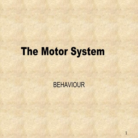 The motor system