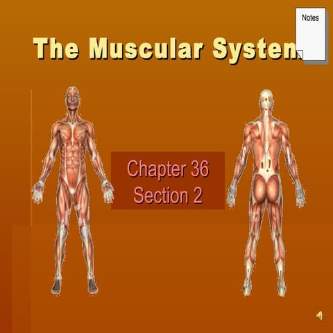 The muscle system