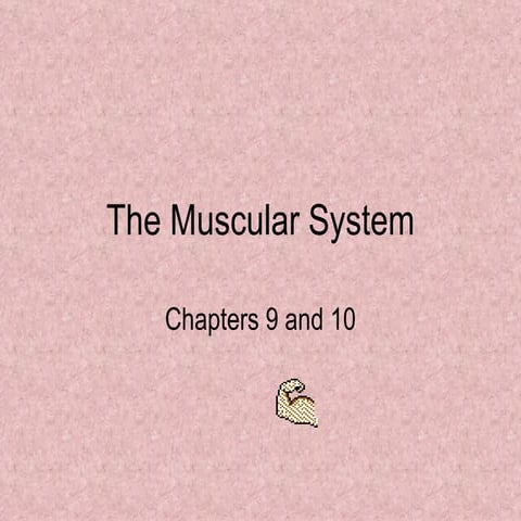The Muscular System