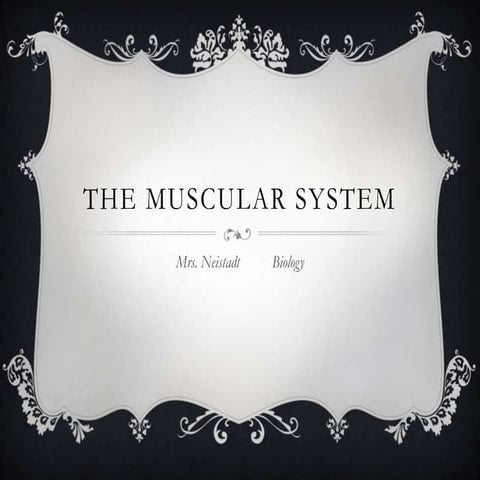 The muscular system
