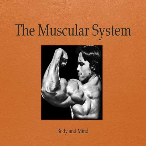 The muscular system