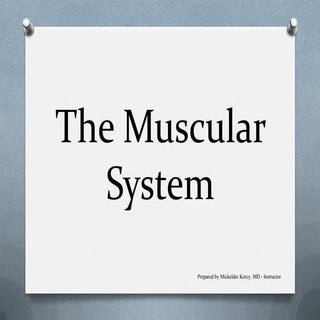 The muscular system