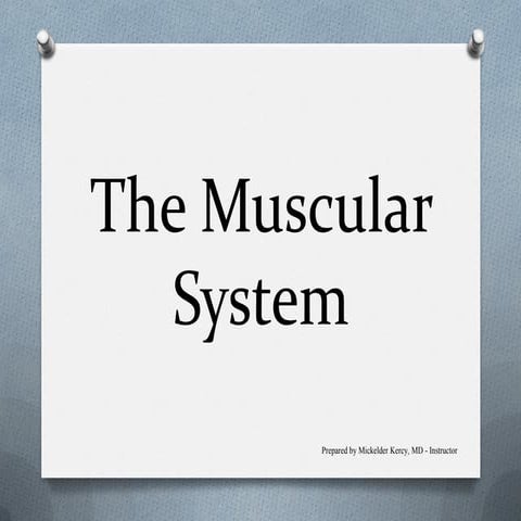 The muscular system
