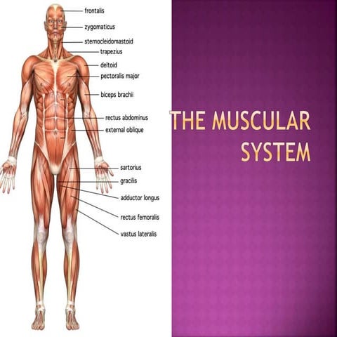 The muscular system