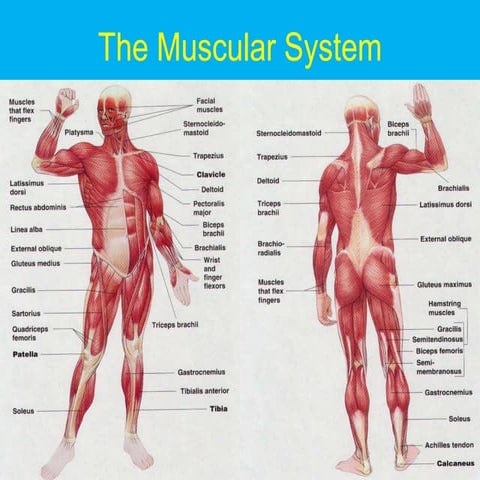 The muscular system | PPT