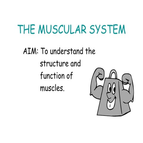 The muscular system