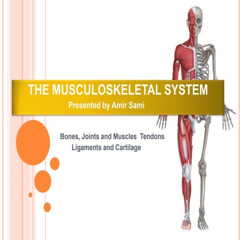 The Musculoskeletal system