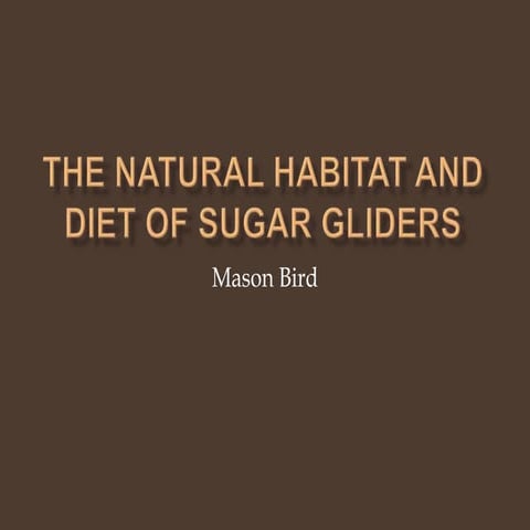 The Natural Habitat and Diet of Sugar Gliders