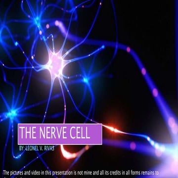 The nerve cell