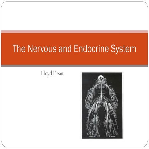 The nervous and endocrine system