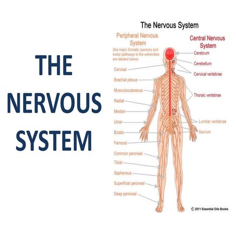 The nervous system