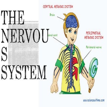 The nervous system