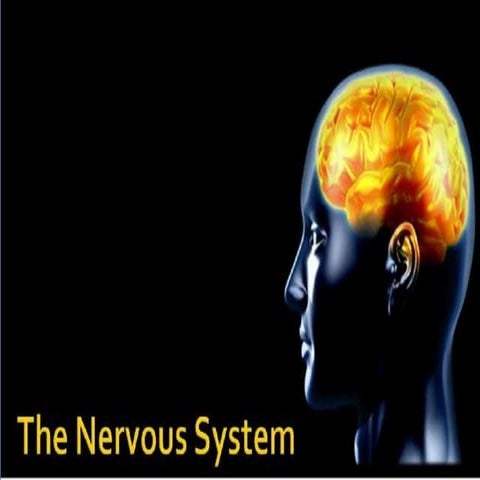 The nervous system, Its Types, The Human Brain, Functions And fun facts 