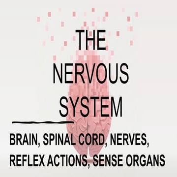 THE NERVOUS SYSTEM Brain spinal cord nerves reflex actions