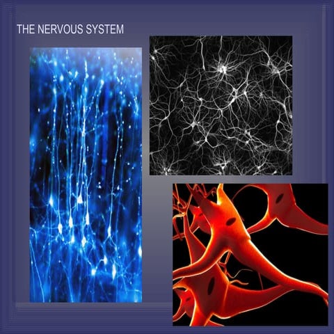THE NERVOUS SYSTEM - ctsn+.pptfhhjhgtfhk