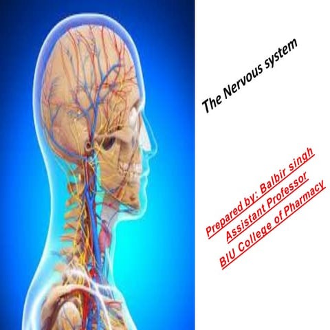 The nervous system (1) 