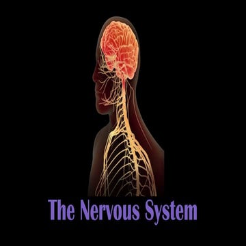 The Nervous System (Peripheral and Central Nervous System)