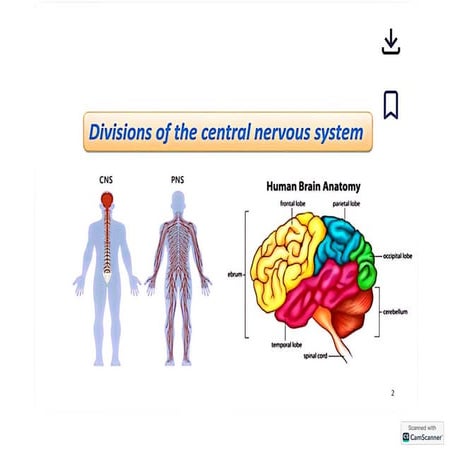 The Nervous system mainly central nervous system | PDF