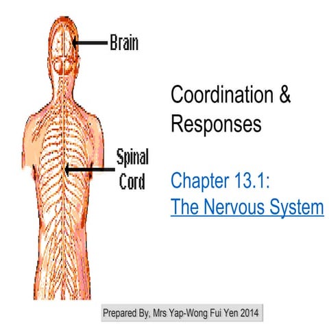The nervous system 2014