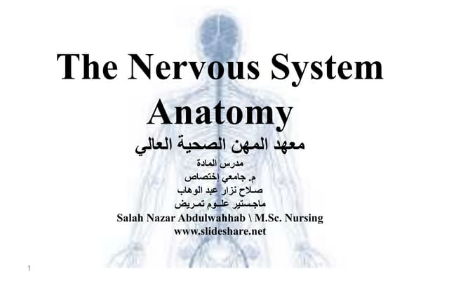 The nervous system anatomy