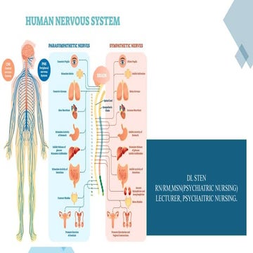 The nervous system, Bsc Nursing 1st semester..pptx