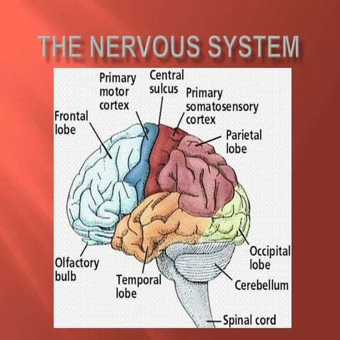 THE NERVOUS SYSTEM FOR INTRODUCTORY.pptx