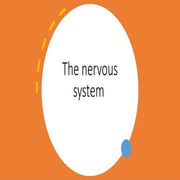 The nervous system in a simplified state and manner