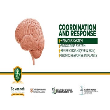 Coordination and Response: The Nervous System | IGCSE Biology