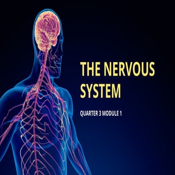 The Nervous Systems Education Presentation Blue Animated Style.pptx