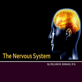 The Nervous System (Slide Show)