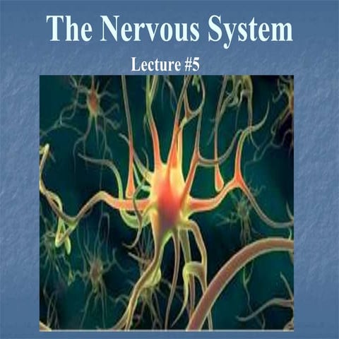 The nervous system with questions
