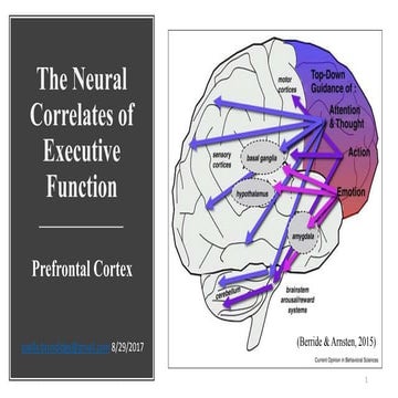 The neural correlates of executive function