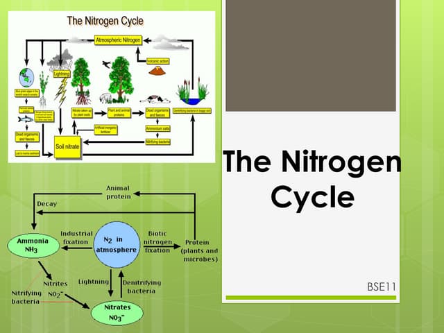 The Nitrogen Cycle