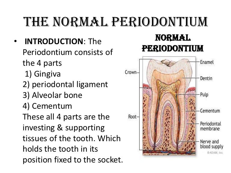 PDL, Cementum & Alveolar Bone dental diagrams 
